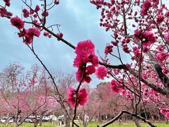 -北海道神宫