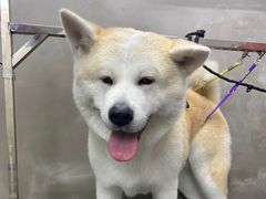 -PETKIT小佩宠物·低压洗护(国顺东路店)