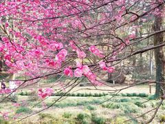 -杭州植物园