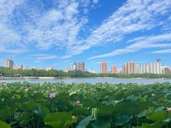 -莲花池公园