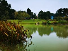 -铁山坪森林公园