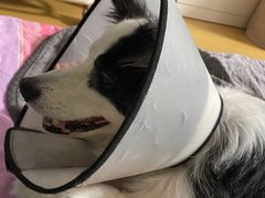 -爱妮康宠物医院·干细胞免疫细胞·肿瘤·心脏(张江店)