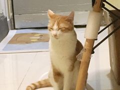-创凡宠物医院·骨专科  猫科中心(西乡分院)