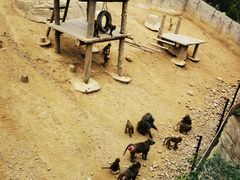 -大连森林动物园