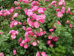 -白塘生态植物园