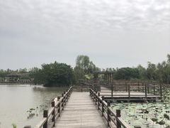 -大湾区中央湿地公园