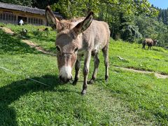 -武陵山森林公园