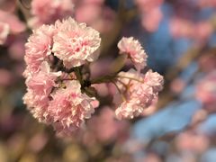 -天适樱花悠乐园