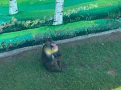 -西霞口神雕山野生动物世界