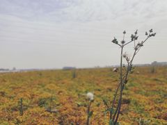 -解家河南菜(商鼎路店)