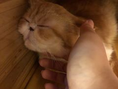 -more than meow吴止猫主题餐厅(承德 中船汇店)