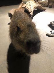 -酷嗒动物文化乐园(cutezoo西溪乐天城店)