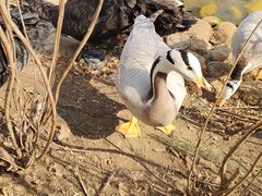 -长白岛森林公园