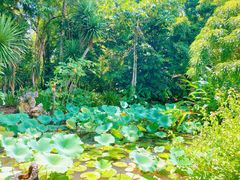-中国科学院西双版纳热带植物园
