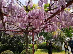 -嘉定紫藤园