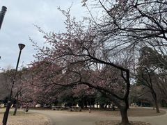 -井之头恩赐公园