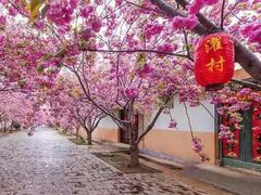 -莱阳濯村樱花园