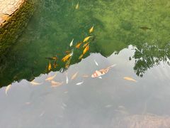 -芦茨金富饭庄·25年老字号·专做稻草鸡