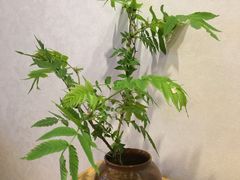 -唐人祥·茶馆(总店)