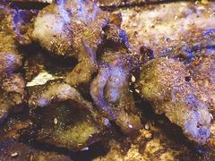 -质烤烤物·活烤海鲜(质烤总店)