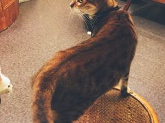 -猫色咖啡·猫咖