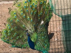 -丽泽山庄·生态怀柔菜·虹鳟鱼(红螺寺店)