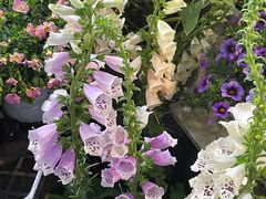 -双季花艺园艺市场(浦东店)