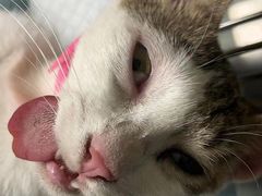 -乐琪宠物医院·犬猫专科·骨外科·急重症