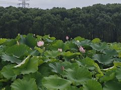 -梁鸿国家湿地公园