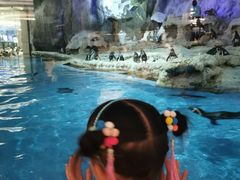 -帝企鹅自助餐厅•儿童岛•真企鹅(长隆企鹅酒店)