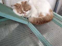 -喵屿·大理花园猫咖