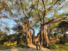 -瑞丽独树成林风景区
