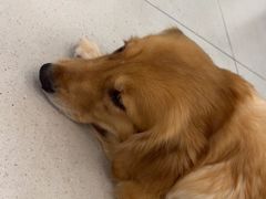 -安格丽娜·狗咖·猫咖羊驼咖(春熙路百盛商场店)