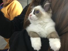 -喵的天空名猫咖啡馆·撸猫·猫舍·用品