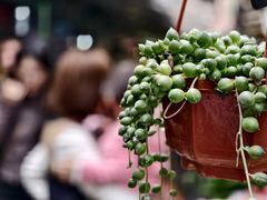 -曲阳花鸟市场(曲阳路店)