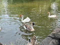 -洛阳市隋唐城遗址植物园
