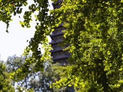 -玲珑塔公园
