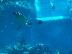-海棠湾洲际-涛·海底餐厅·美人鱼·自助餐·海底隧道