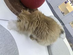-小猫来了·猫舍(红山六九七九店)