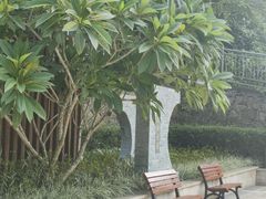 -银湖山郊野公园-相思林