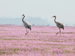 -鄱阳湖国家湿地公园