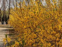 -永定河休闲森林公园