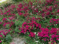 -上海佘山国家森林公园天马山园