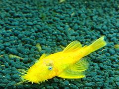 -太平洋海底世界