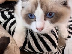 -翊宠yipet猫狗购宠庄园犬舍•猫舍