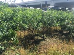 -南汇新场正宗水蜜桃采摘