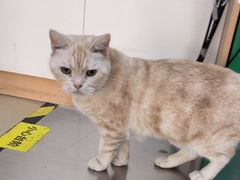 -瑞派动物医院·猫专科·至诚(江南中分院)