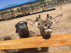 -鄂尔多斯野生动物园