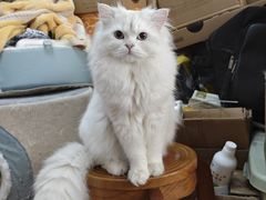 -欣宠猫屋·矮脚拿破仑·蓝金金渐层