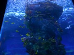 -芜湖新华联大白鲸海洋公园